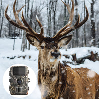 caméra de chasse animaux faune gibier rêne